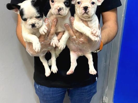 Safkan Fransiz Bulldog Yavrulari görsel