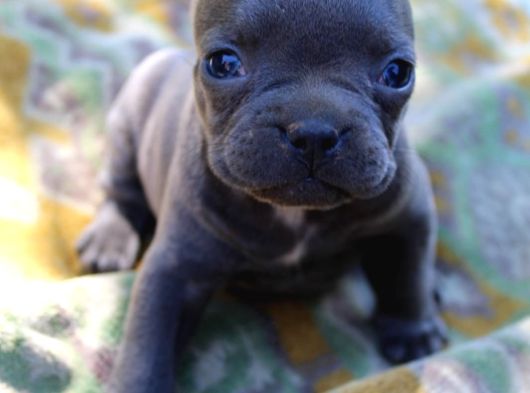 Safkan Fransiz Bulldog Yavrulari görsel