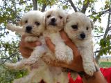 Safkan Maltese Terri̇er Yavrulari