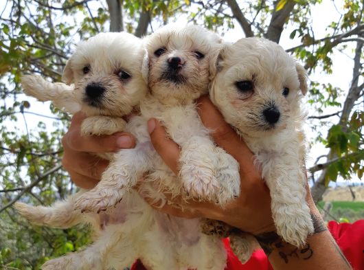 Safkan Maltese Terri̇er Yavrulari görsel