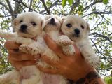 Safkan Maltese Terri̇er Yavrulari