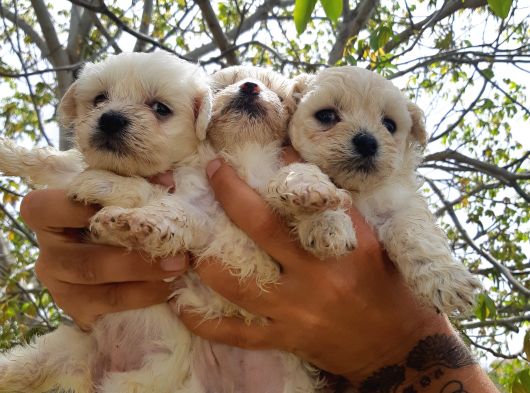 Safkan Maltese Terri̇er Yavrulari görsel