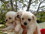 Safkan Maltese Terri̇er Yavrulari