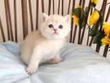 Nazarlık Bebek  Golden British Shorthair By