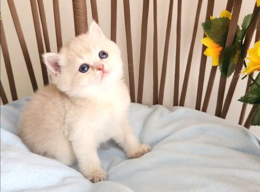 Nazarlık Bebek  Golden British Shorthair By