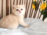 Nazarlık Bebek  Golden British Shorthair By
