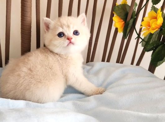Nazarlık Bebek  Golden British Shorthair By görsel