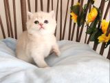 Nazarlık Bebek  Golden British Shorthair By