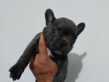 SAFKAN FRANSIZ BULLDOG YAVRULARI