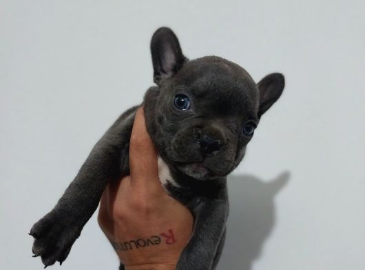 Safkan Fransiz Bulldog Yavrulari