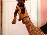 Safkan Doberman Yavrulari