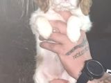 SAFKAN CAVALİER YAVRULARI