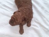 Toy Poodle 2 Aylik