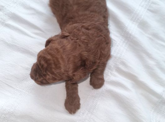 Toy Poodle 2 Aylik görsel