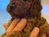 Safkan Toy Poodle Yavrulari