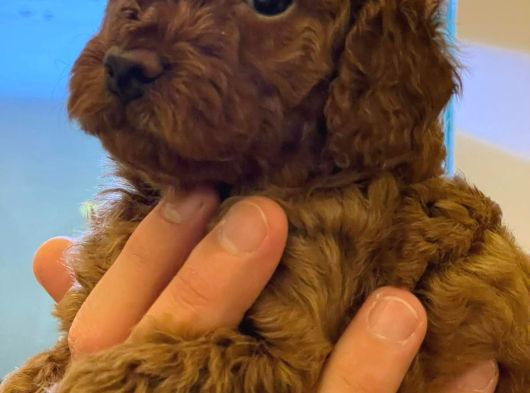 Safkan Toy Poodle Yavrulari görsel