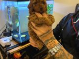 Safkan Toy Poodle Yavrulari