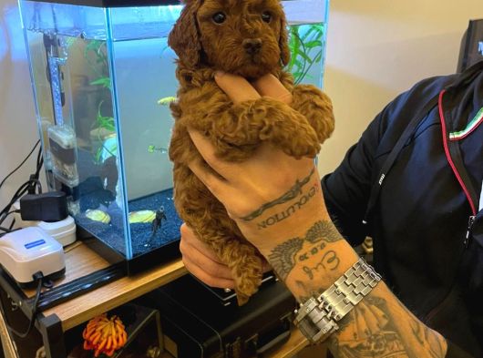 Safkan Toy Poodle Yavrulari görsel