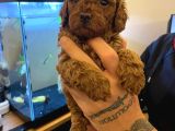 SAFKAN TOY POODLE YAVRULARI