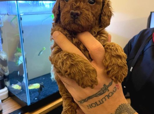Safkan Toy Poodle Yavrulari