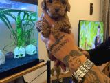 Safkan Toy Poodle Yavrulari