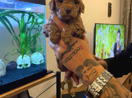 Safkan Toy Poodle Yavrulari görsel