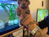 Safkan Toy Poodle Yavrulari