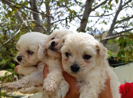 Safkan Maltese Terri̇er Yavrulari görsel