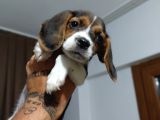 Safkan Eli̇zabeth Beagle Yavrulari