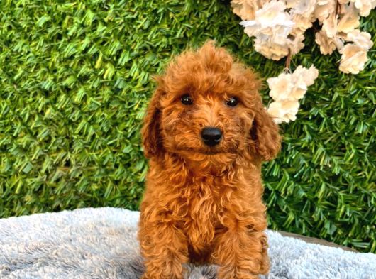 Erkek Toy Poodle görsel