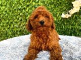 Erkek Toy Poodle