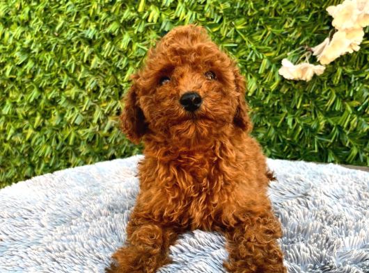 Erkek Toy Poodle görsel
