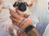 Safkan Pug Yavrulari