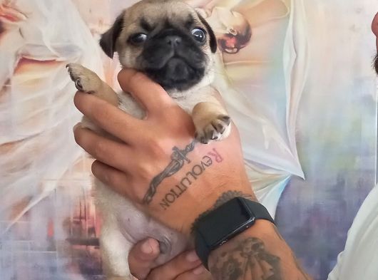 Safkan Pug Yavrulari görsel