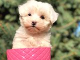 Safkan Malti̇poo Yavrulari
