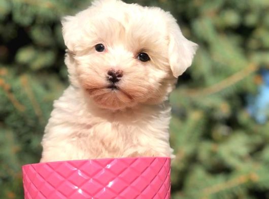 Safkan Malti̇poo Yavrulari görsel