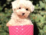 Safkan Malti̇poo Yavrulari