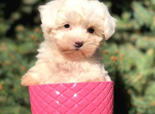Safkan Malti̇poo Yavrulari görsel