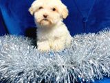 Safkan Malti̇poo Yavrulari