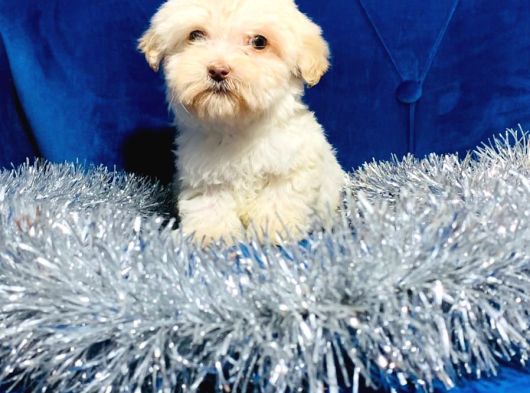 Safkan Malti̇poo Yavrulari görsel