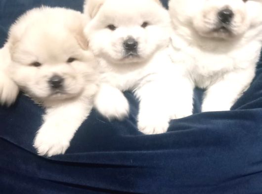 Safkan Chow Chow Yavrulari görsel