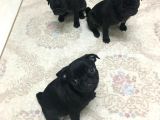 Safkan Pug Yavrulari