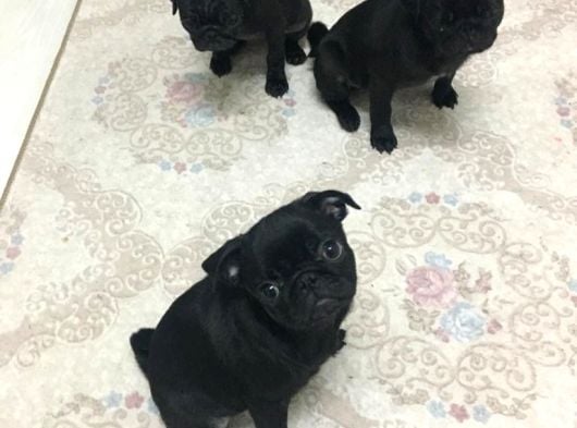 Safkan Pug Yavrulari görsel