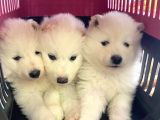 Safkan Samoyed Yavrulari