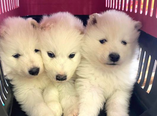 Safkan Samoyed Yavrulari görsel