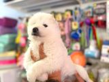 Safkan Samoyed Yavrulari