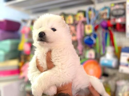 Safkan Samoyed Yavrulari görsel