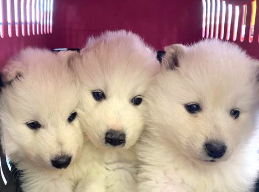 Safkan Samoyed Yavrulari görsel