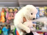 SAFKAN SAMOYED YAVRULARI