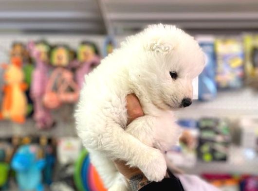 Safkan Samoyed Yavrulari